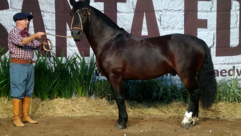 Cavalo crioulo