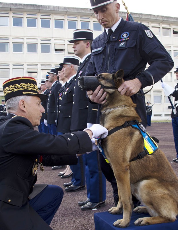O general Alain Giorgis, comandante da polícia na região da Bretanha, França, apresenta a medalha de bronze recebida pelo cão ‘Diablo’ por seus atos heroicos (Foto: Damien Meyer/AFP)