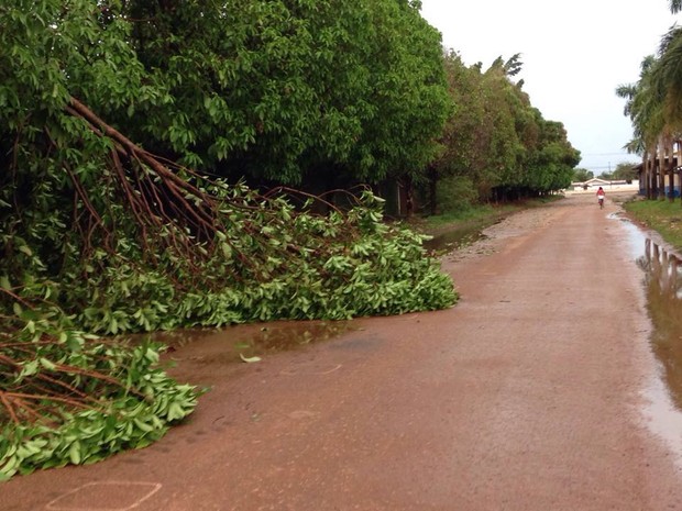 Árvores caíram e houve quedas de energia pela cidade (Foto: Jaqueline Fonseca/TV Rondônia)