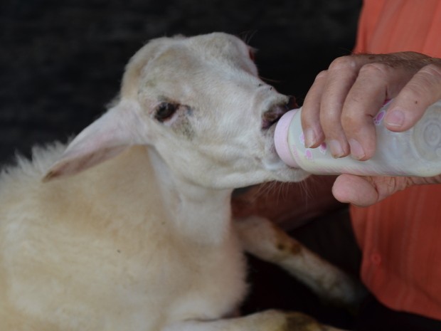 Lolly se delecia ao tomar leite no colo do dono em Piracicaba (Foto: Fernanda Zanetti/G1)