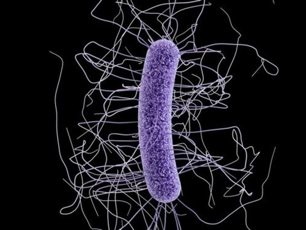 Superbactérias são ameaça global, segundo estudo  (Foto: CDC)