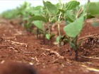 Lavouras de milho perdem espaço para as de soja no Paraná