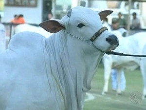 expozebu (Foto: Reprodução/TV Integração)