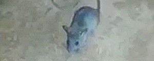 Rato é domesticado e usado para traficar drogas em presídio do TO (Reprodução)