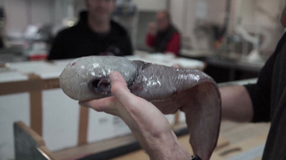 Peixe 'sem face' tem 40 cm (Foto: BBC)
