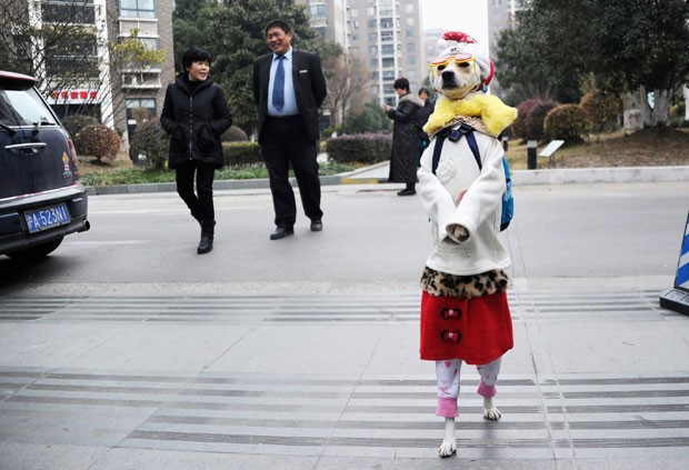 Cadela vira sensação na China por andar em pé vestido como criança (Foto: Reuters)