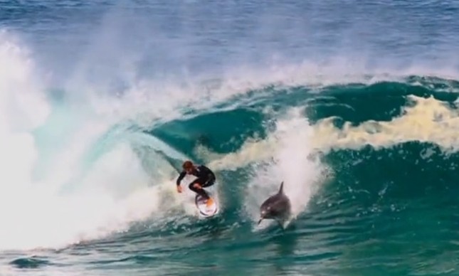 Golfinho entra na onda de surfista na Austrália