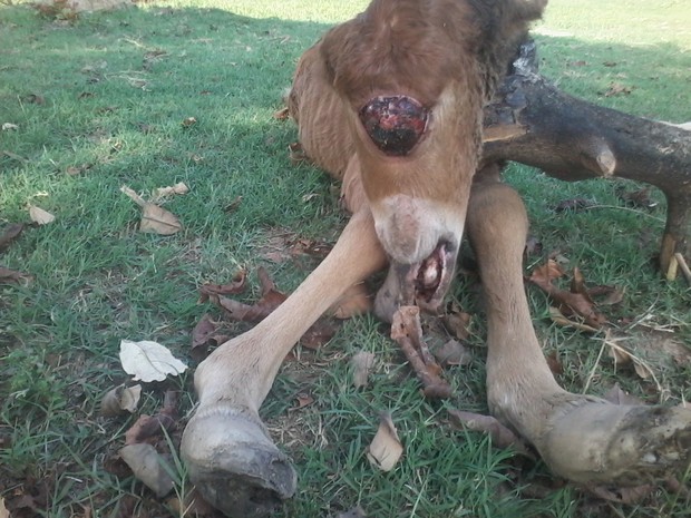 Médica veterinária explicou que provável causa é malformação de origem congênita (Foto: Comunidade Cabeça D'onça/Divulgação)