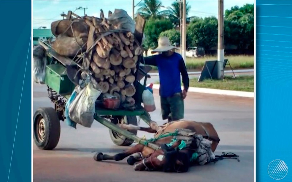 Cavalo 'desmaia' por não suportar puxar carga de madeira em carroça e dono é detido após foto viralizar (Foto: Reprodução/TV Oeste)