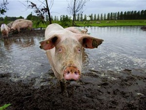 Fazenda De Jofrahoeve conta a melhor 'piscina de lama' para porcos. (Foto: Robin Utrecht/AFP)