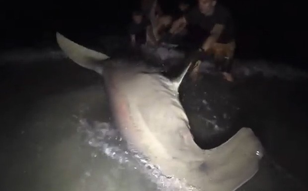 Predador de 317 kg foi devolvido ao mar após ser fisgado (Foto: Reprodução/YouTube/Viktor Hluben)