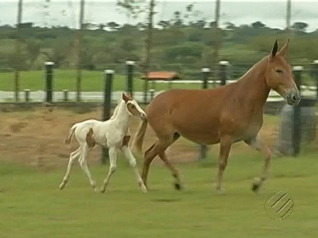 Potro batizado de Playboy já tem um mês de vida. (Foto: Reprodução/ TV Liberal)