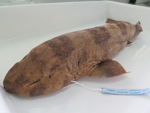 Nova espécie de tubarão foi batizada de Scyliorhinus ugoi  (Foto: Mariane Rossi/G1)