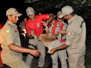 Bombeiros mobilizam animal para devolvê-lo para floresta (Fot Vanísia Nery/G1)
