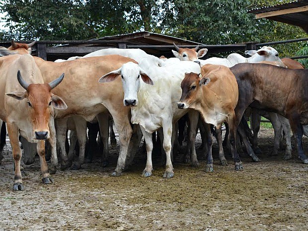 Cerca de 650 mil cabeças de gado devem ser vacinadas durante os 45 dias, segundo a Sepror (Foto: Divulgação/Sepror)