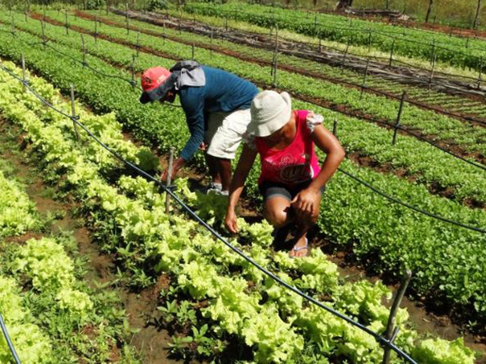 Assentados dedicam maior parte do tempo ao cultivo orgânico de hortaliças, que depois são comercializadas em feiras ecológicas  (Foto: Kalyandra Vaz/Incra)