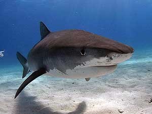 Imagem de um tubarão-tigre nas Bahamas. O corpo de um homem foi encontrado no estômago de um tubarão da mesma espécie. (Foto: Albert Kok / BBC)