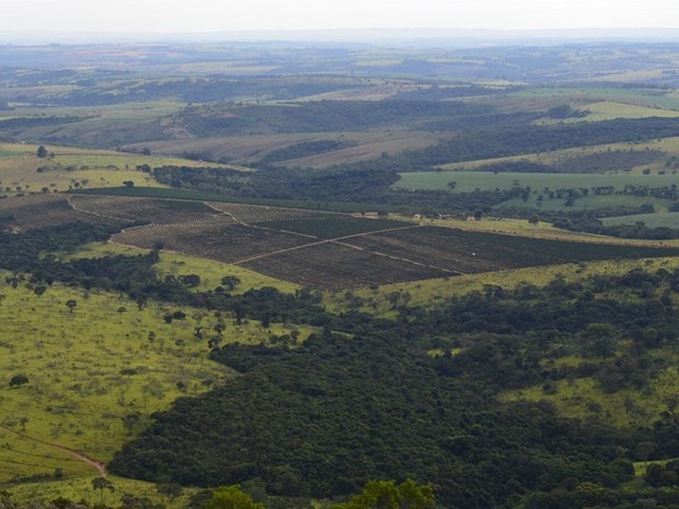 Consórcio realiza estudos com foco na preservação do cerrado mineiro (Foto: Divulgação/Federação dos Cafeicultores do Cerrado)