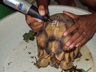 Tartarugas raras são 'tatuadas' para evitar tráfico