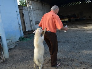 Como terapia aposentado de Piracicaba brinca com ovelha (Foto: Fernanda Zanetti/G1)