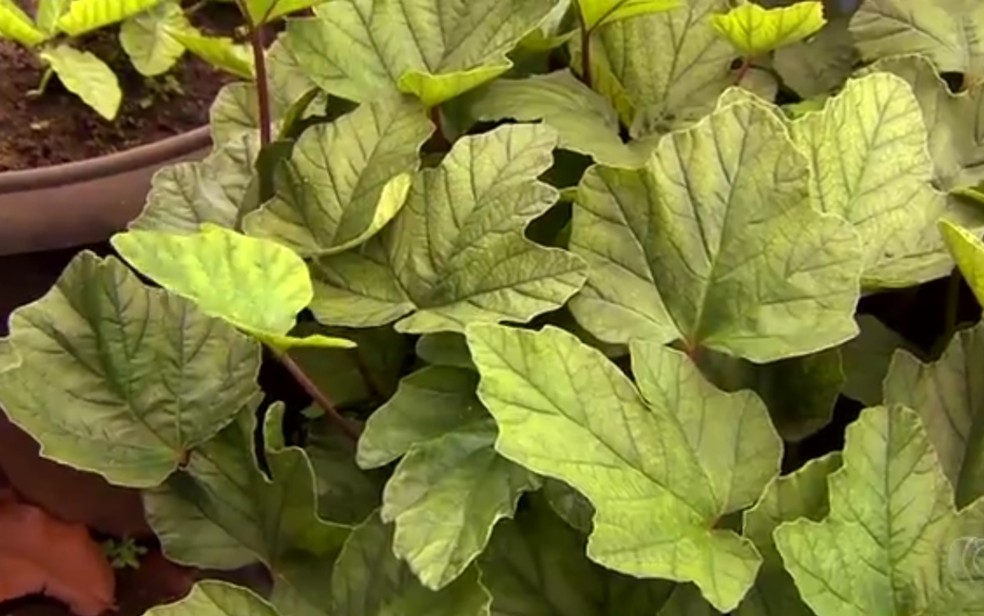 Carapiá é uma das plantas que pode ser usada no controle do vitiligo (Foto: Reprodução/TV Anhaguera)