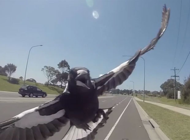 Nlovo vídeo mostra pássaro atacando ciclista (Foto: Reprodução/YouTube/Trent Nicholson)