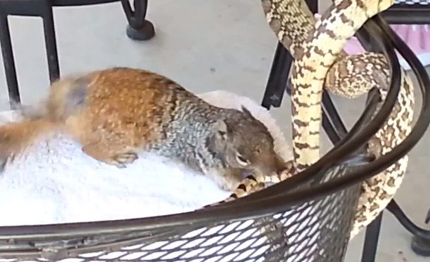 Para defender filhotes, fêmea de esquilo atacou cobra com mordidas (Foto: Reprodução/YouTube/Ryan Philips)