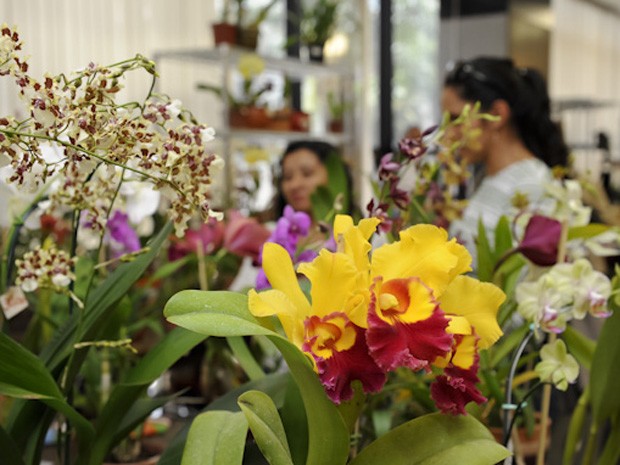 Os 30 expositores vão apresentar orquídeas, bonsais e produtos para paisagismo.O evento é uma parceria do estabelecimento com a Universidade de Brasília (UnB) e a Emater. Os artesãos também vão apresentar produtos feitos com patchwork.  (Foto: Telmo Ximenes/Divulgação)
