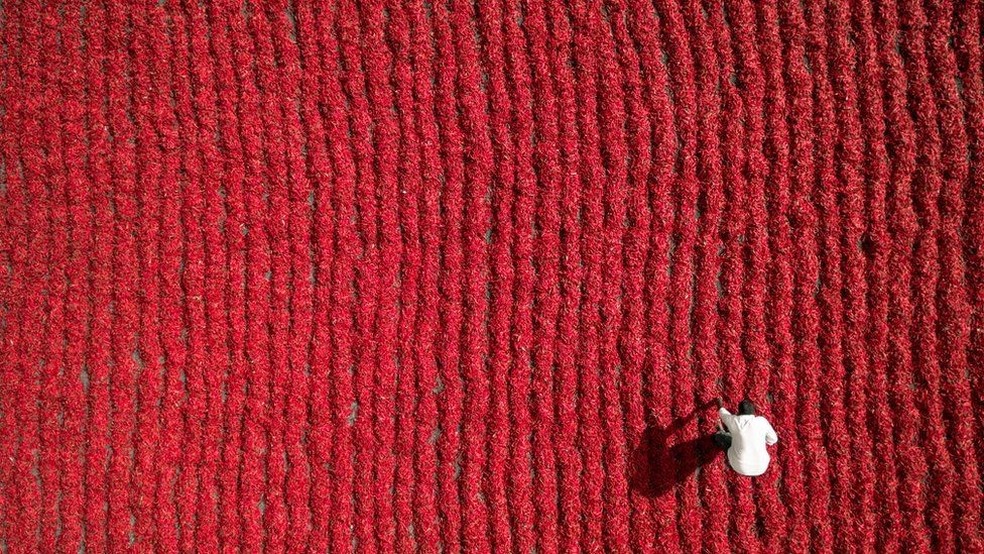 Fazendeiro trabalha em plantação de pimentas malaguetasImage copyrightAUROBIRD Image caption Este fazendeiro em Guntur, na Índia, é um ponto branco solitário em um mar de pimentas malaguetas vermelhos brilhantes. (Foto: Aurobird)