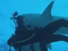Tubarão-tigre 'rouba' câmera de R$ 30 mil de mergulhador nas Bahamas
