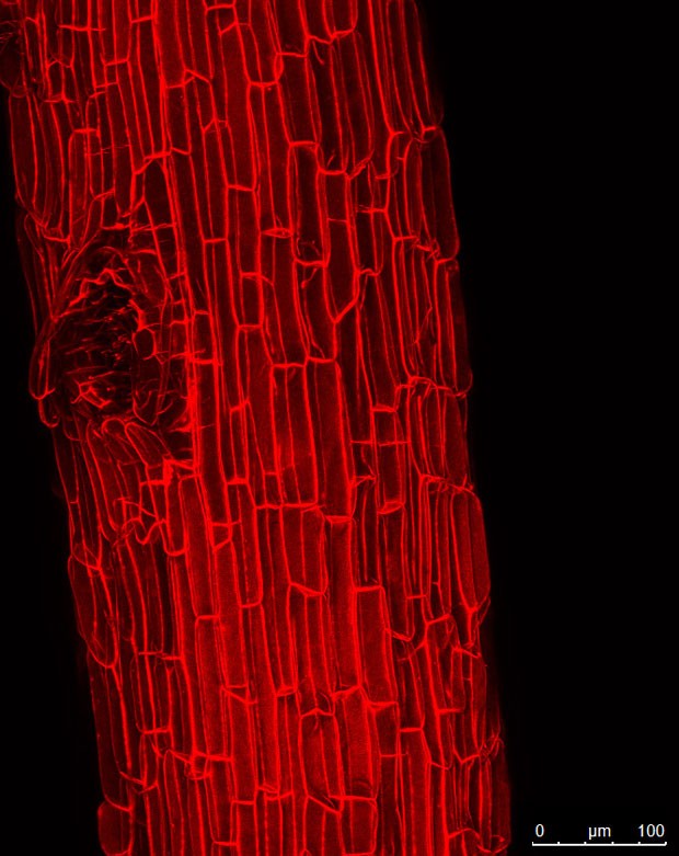 Imagem mostra a parede celular da raiz de cana-de-açúcar (Foto: Sarah Gomes de Oliveira/Divulgação)
