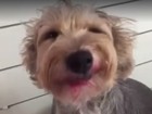 Dona fala de vídeo viral da cachorra comendo batom: 'Endiabrados'