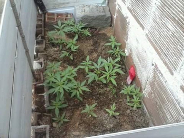 G Pm Encontra P S De Maconha Em Quintal De Casa E Irm Os S O