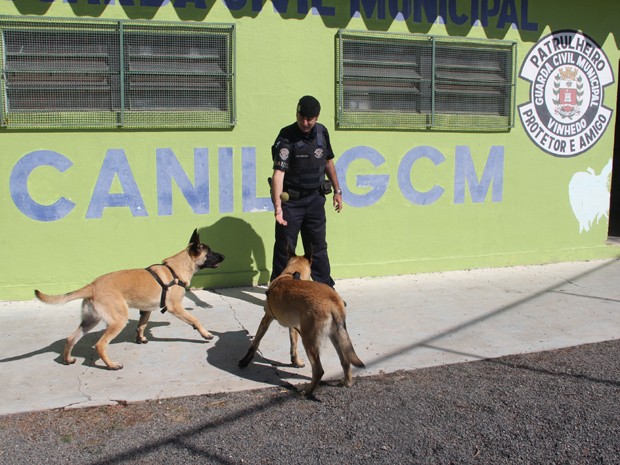 Cães passam por treinamento para reconhecer drogas em Vinhedo  (Foto: Guarda Municipal de Vinhedo)