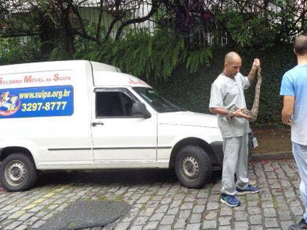 Equipe da Suipa realizou o resgate da cobra que estava em um poste de Laranjeiras, na Zona Sul do Rio (Foto: Luís Eduardo Castro/ Suipa)