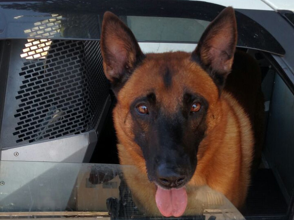 Canil da Polícia Militar foi acionada para dar apoio na ocorrência (Foto: Polícia Militar/Cedida)