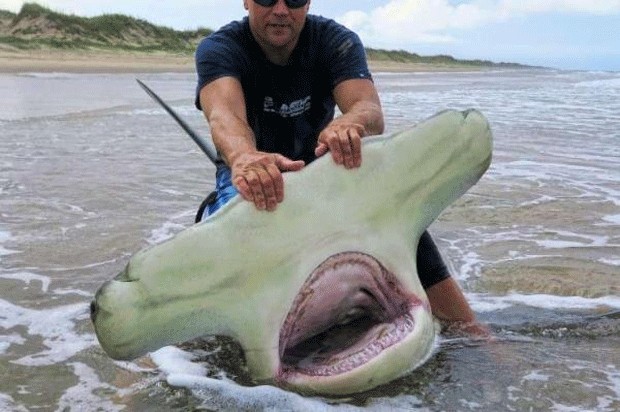 Americano pesca tubarão-martelo de 4 metros no Texas (Foto: Reprodução)