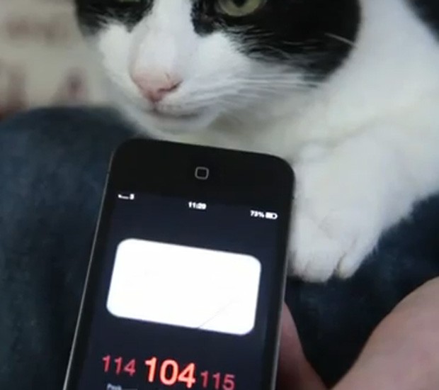 Tracy usa aplicativo em celular para mostrar 'potência' do felino (Foto: Reprodução)