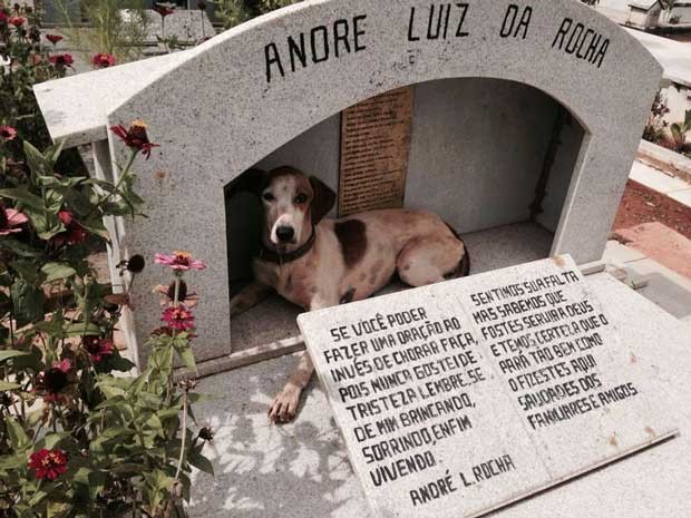 Cadela Branquinha deitada no jazigo do dono, em cemitério no Distrito Federal (Foto: Monique Ferreira Buarque/Arquivo pessoal)