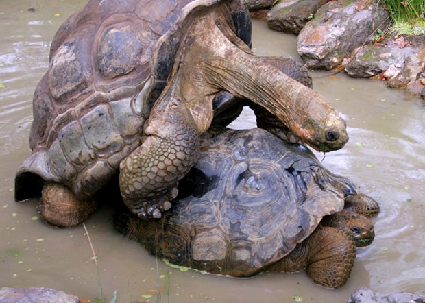 Instinto animal? Ao escolher um parceiro, levamos em conta fatores instintivos dos quais não temos consciência (Foto: Zoológico de Londres)