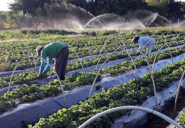 Ipea revê para baixo projeção do PIB agro de 2020 e 2021 Época