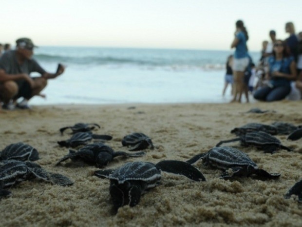 Tartarugas em risco de extinção nascem em praia de Vila Velha, Espírito Santo. (Fot Carlos Alberto Silva/ A Gazeta)
