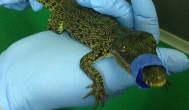 Australiano foi multado em R$ 14,7 mil após levar crocodilo em voo (Foto: Queensland Department of Environment and Heritage Protection) Australiano foi multado em R$ 14,7 mil após levar crocodilo em voo (Foto: Queensland Department of Environment and Heritage Protection)
