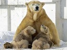 Zoológico japonês exibe filhotes de urso polar