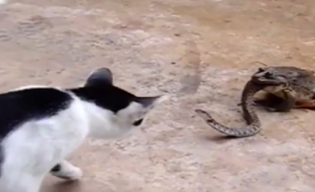 Vídeo incrível mostra gato atacando cobra no momento em que o réptil era devorado por sapo enorme (Foto: Reprodução/LiveLeak/Evilfoundnation)