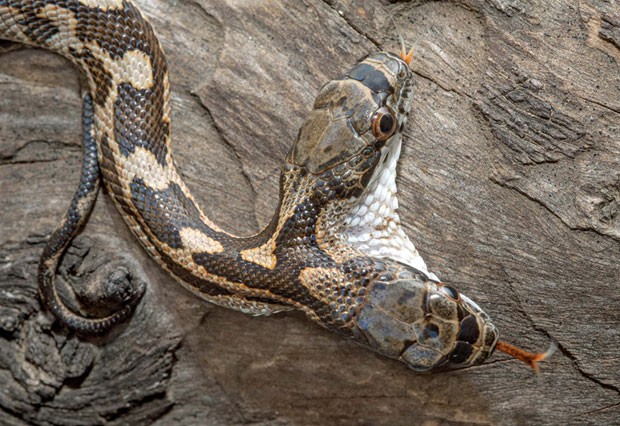 De acordo com estudos, a maioria das cobras de duas cabeças vive apenas por alguns meses. São animais raros e esquivos, diz o fotógrafo. "E sua taxa de sobrevivência é muito baixa", porque ela fica muito mais vulnerável a predadores (Foto: Jason Talbott/Caters News)