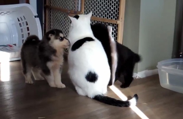 Gato 'paciente' aguentou firme as brincadeiras de uma dupla de filhotes curiosos de ces (Foto: Reproduo/YouTube/Finn8Jetta)