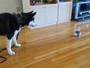Cão faz sucesso após ficar com medo de brinquedo falante Cão faz sucesso após ficar com medo de brinquedo falante