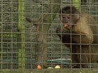 Alimentação errada faz macacos mantidos em casa ficarem diabéticos, alerta ONG