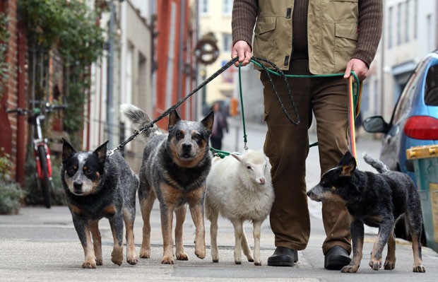 Wolfgang Grensens passeia com 'Wallly' e seus cães. (Foto: Ulrich Perrey/AFP) Wolfgang Grensens passeia com 'Wallly' e seus cães. (Foto: Ulrich Perrey/AFP)